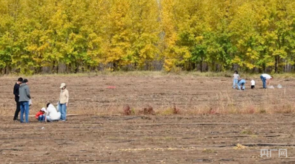 九牛网 挖土豆挖得不亦乐乎，“下地干活式旅游”火了？